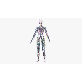3D Female Circulatory and Lymphatic System Anatomy